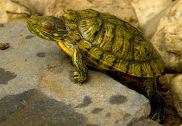 Red Eared Terrapin